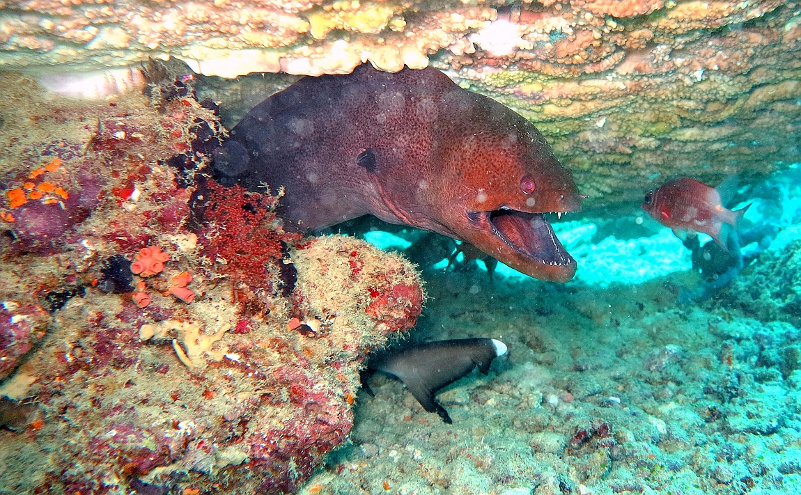 IMG_1066rf_Maldives_Madoogali_Plongee 10_Anghoti thila_Murene javanaise_Gymnothorax javanicus.jpg
